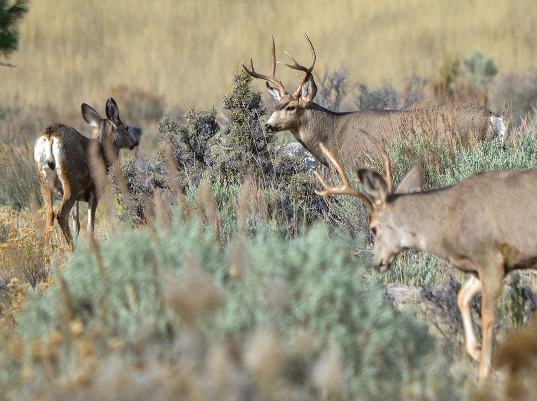 The rut can be one of the best times to hunt muleys in sage hills.